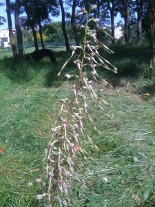 une Orchis Bouc dans le parc du Ponceau